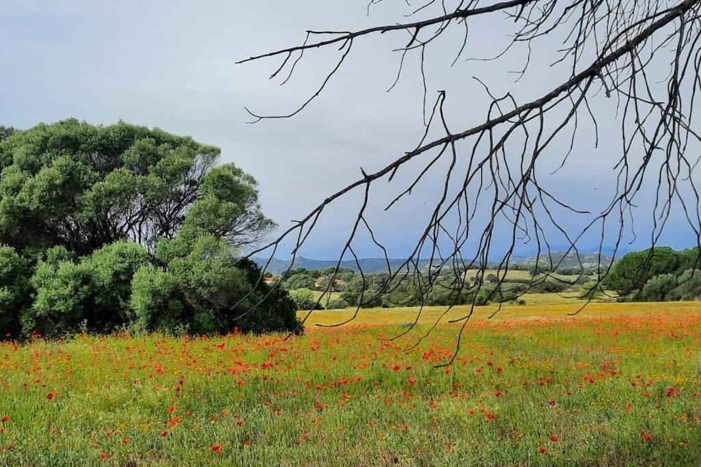 Agreen Country House Olbia Eksteriør bilde